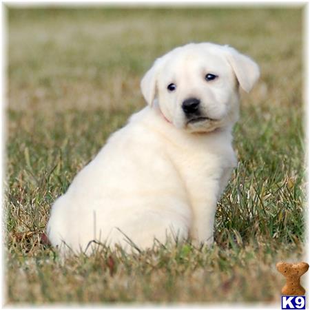 lab puppies for sale in mn labrador retriever puppies for sale in minnesota lab puppies for sale in mn labrador retriever puppies for sale in minnesota