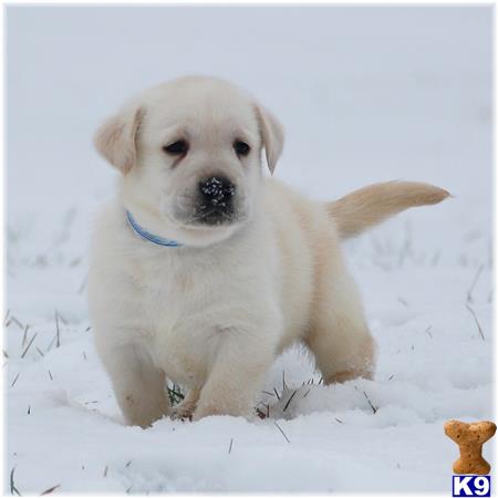 labrador retriever puppy posted by mnlabs13