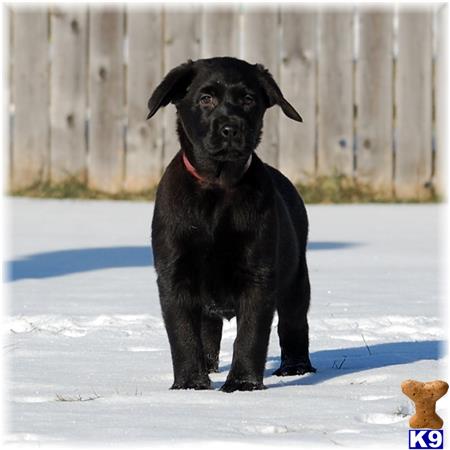 labrador retriever puppy posted by mnlabs13