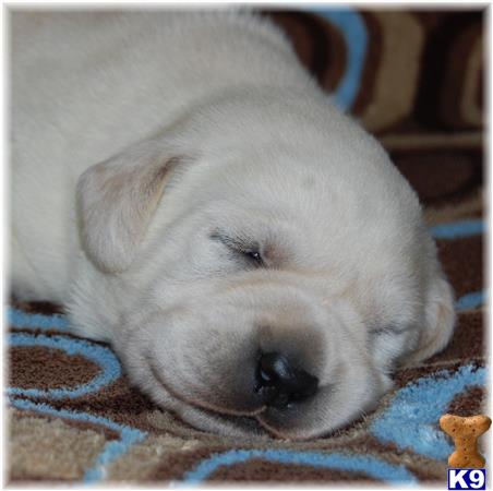 ivory lab puppies for sale in mn labrador retriever puppies for sale in minnesota ivory lab puppies for sale in mn labrador retriever puppies for sale in minnesota