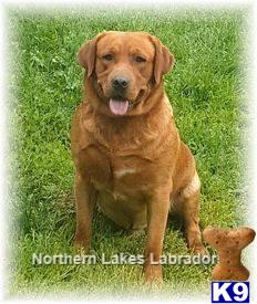 Labrador Retriever dog