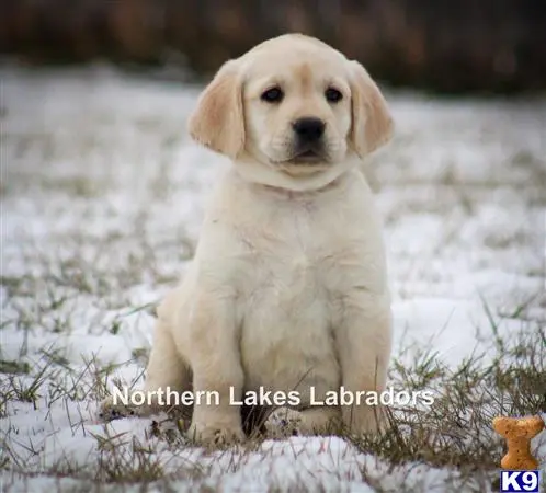 Labrador Retriever puppy for sale