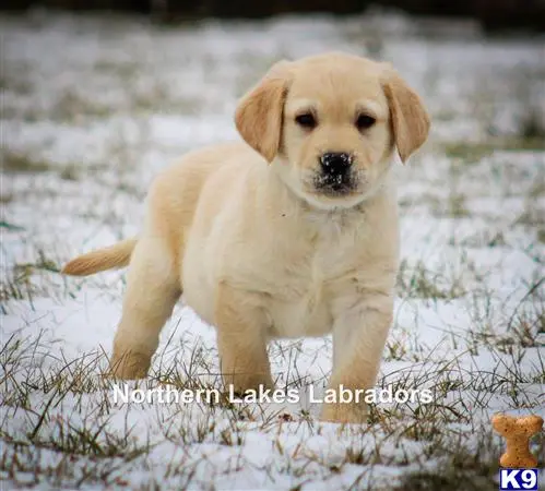 Labrador Retriever puppy for sale