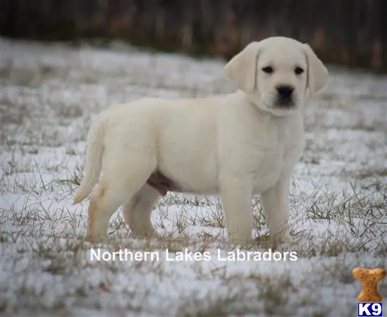 Labrador Retriever puppy for sale