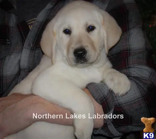 Labrador Retriever puppy for sale