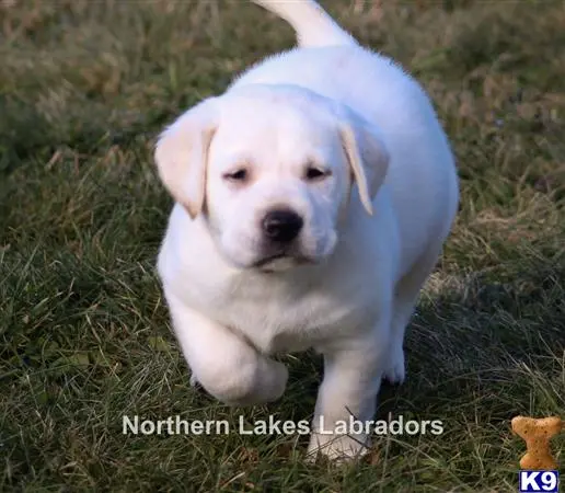 Labrador Retriever puppy for sale