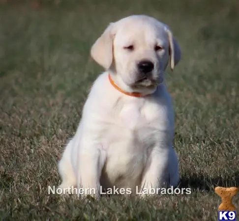 Labrador Retriever