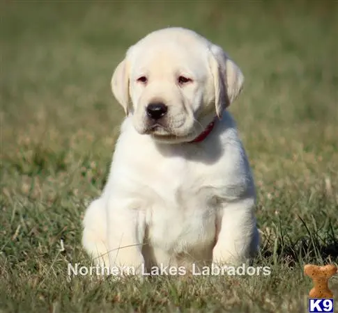 Labrador Retriever puppy for sale