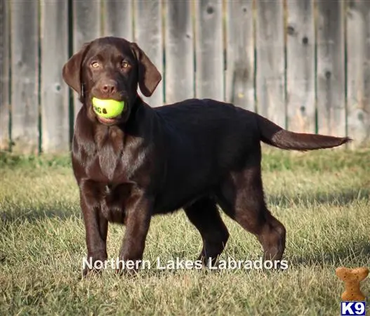 Labrador Retriever puppy for sale