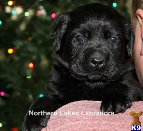 Labrador Retriever puppy for sale