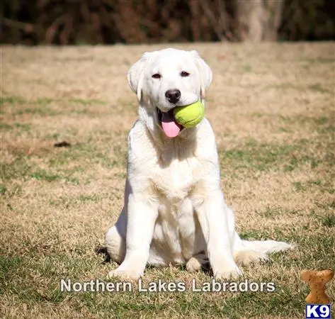 Labrador Retriever