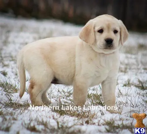 Labrador Retriever puppy for sale