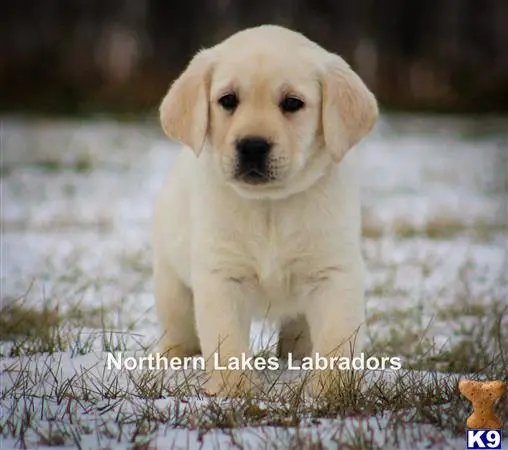 Labrador Retriever puppy for sale