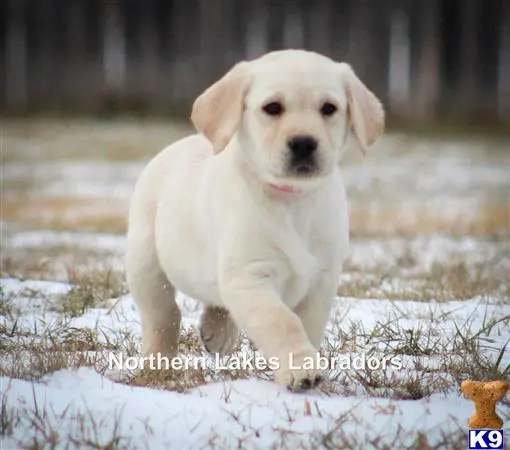 Labrador Retriever puppy for sale