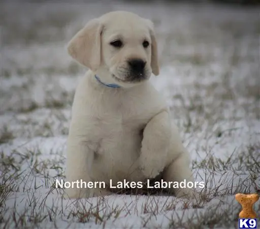 Labrador Retriever puppy for sale