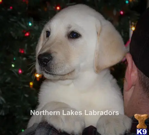 Labrador Retriever puppy for sale