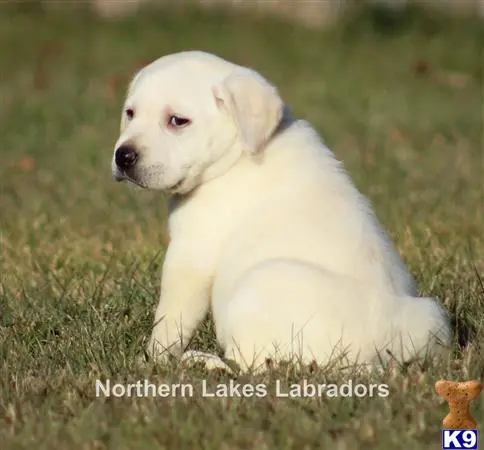 Labrador Retriever puppy for sale