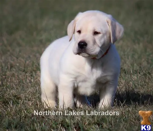 Labrador Retriever puppy for sale