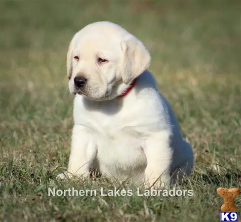 Labrador Retriever puppy for sale