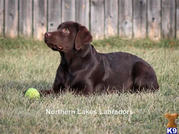 Labrador Retriever puppy for sale