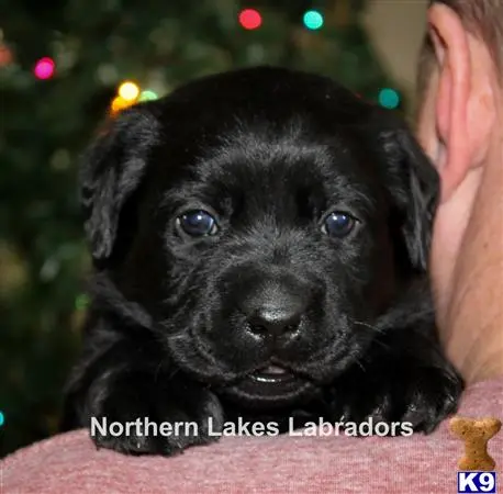 Labrador Retriever puppy for sale