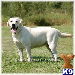 Labrador Retriever dog