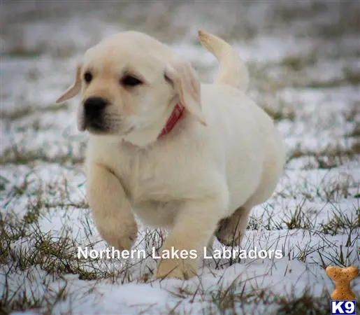 Labrador Retriever puppy for sale