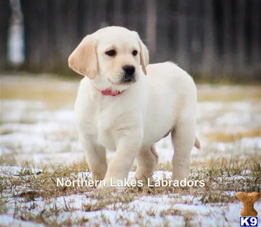 Labrador Retriever puppy for sale