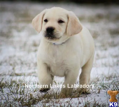 Labrador Retriever puppy for sale