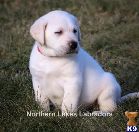 Labrador Retriever puppy for sale