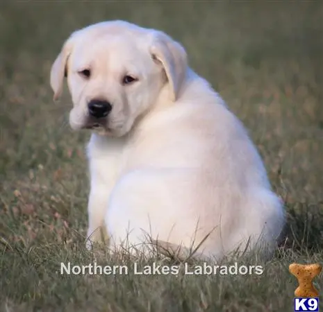 Labrador Retriever puppy for sale