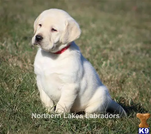 Labrador Retriever puppy for sale