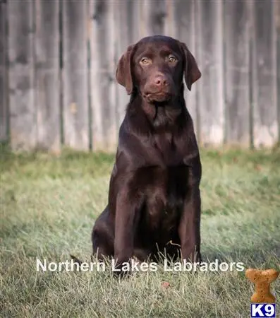 Labrador Retriever puppy for sale