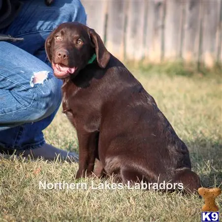 Labrador Retriever puppy for sale