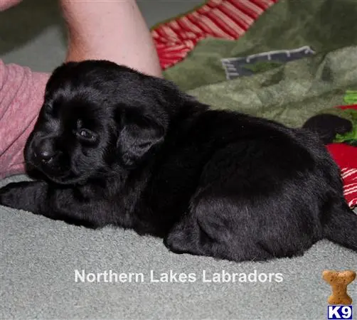 Labrador Retriever puppy for sale