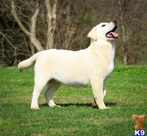 Labrador Retriever puppy for sale