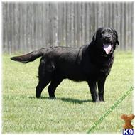 labrador retriever puppy posted by mnlabs13