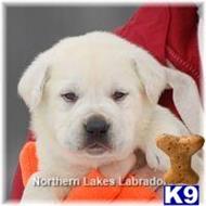labrador retriever puppy posted by mnlabs13