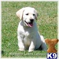 labrador retriever puppy posted by mnlabs13