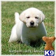 labrador retriever puppy posted by mnlabs13