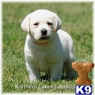 labrador retriever puppy posted by mnlabs13