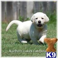 labrador retriever puppy posted by mnlabs13