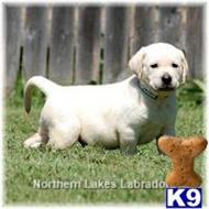 labrador retriever puppy posted by mnlabs13