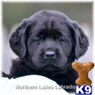 labrador retriever puppy posted by mnlabs13