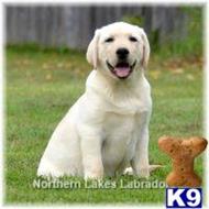 labrador retriever puppy posted by mnlabs13