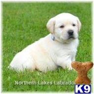 labrador retriever puppy posted by mnlabs13