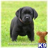 labrador retriever puppy posted by mnlabs13