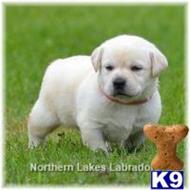 labrador retriever puppy posted by mnlabs13