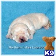 labrador retriever puppy posted by mnlabs13