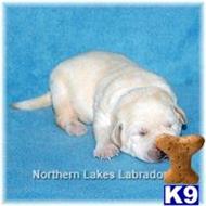 labrador retriever puppy posted by mnlabs13